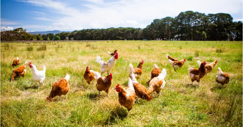 Tresmares Private Equity adquiere el 25% del Grupo Avícola Rujamar