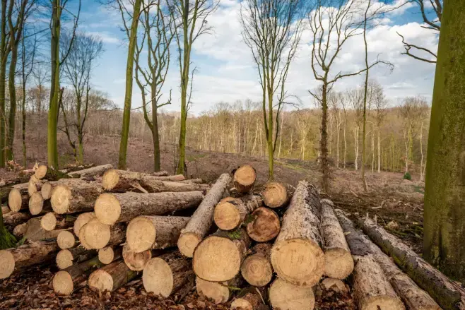  Implementation date for Deforestation Regulation extended