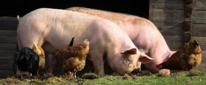 Cuatrecasas asesora a Grupo Empresarial Costa en la adquisición de Industrias Cárnicas Villar