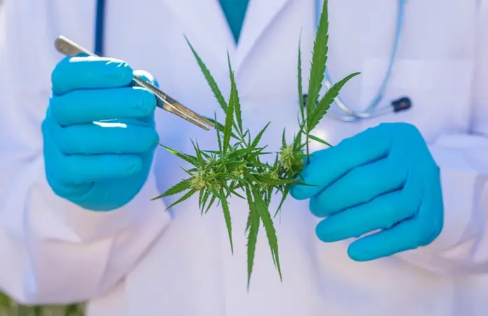 Cannabis medicinal en España