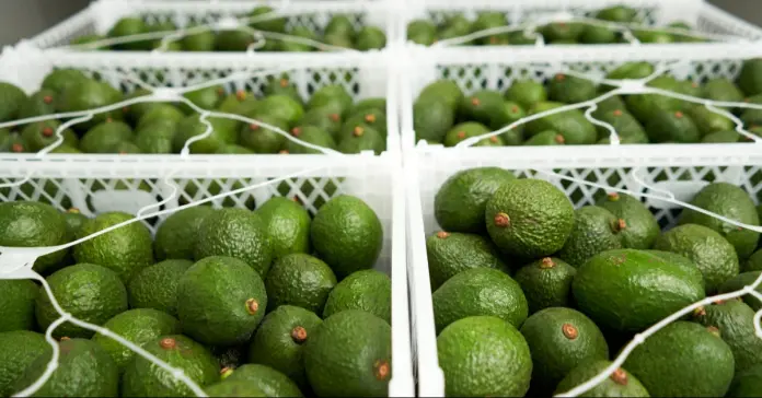 Cartama obtiene financiación histórica para desarrollar proyecto agroindustrial a gran escala