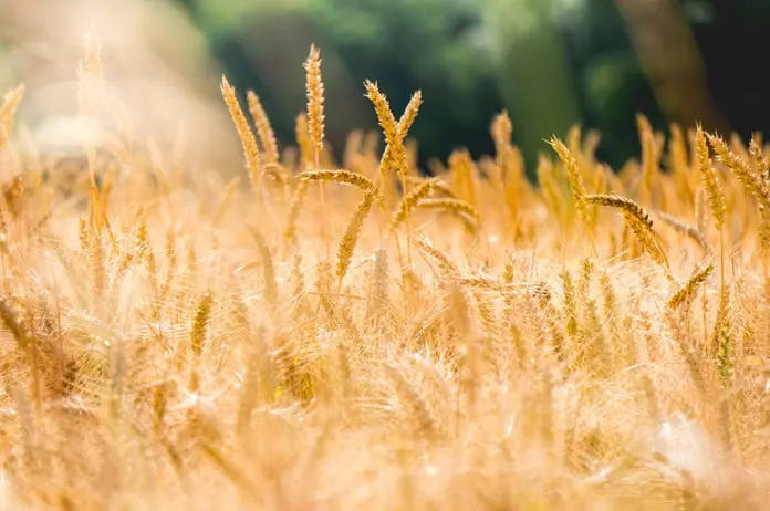 Aprobado el PERTE del sector agroalimentario