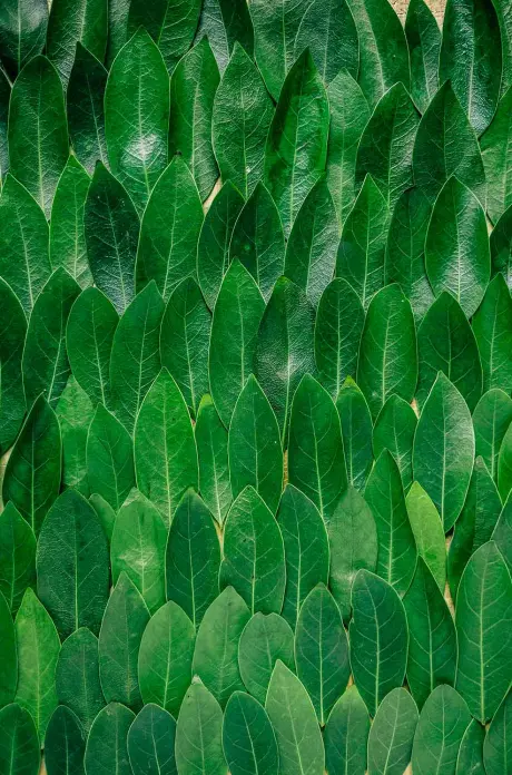 Apoio financeiro a pequenas centrais de biomassa