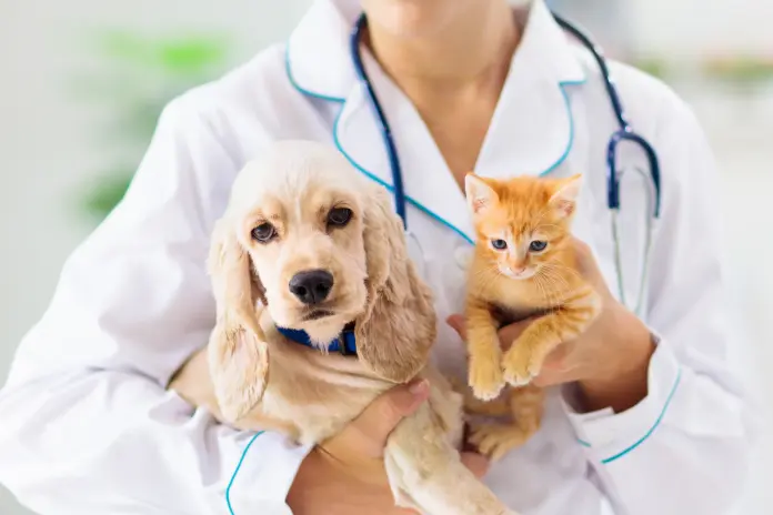New incompatibilities in combining activities in the veterinary sector