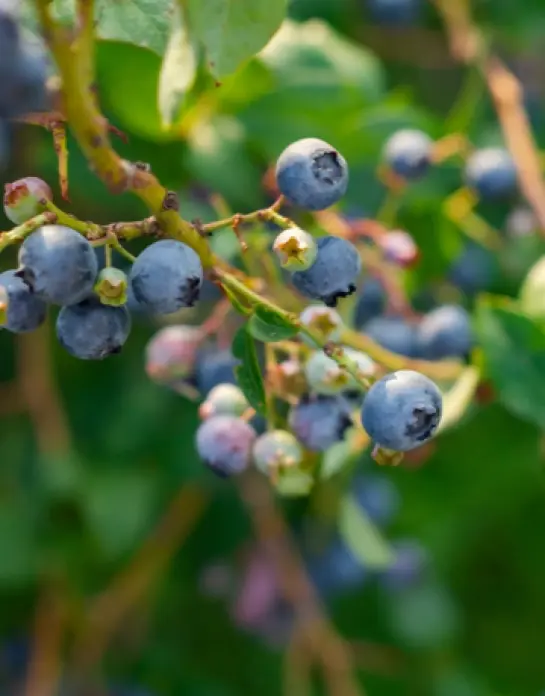 Hortifrut vende el 75 % de su filial HFE Berries Perú S.A.C.