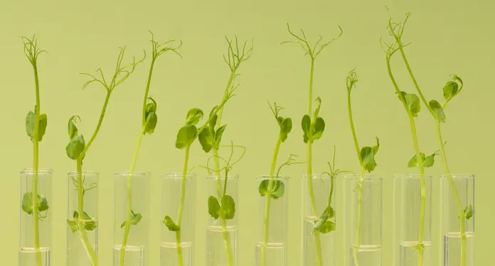 CJEU ruling: PAN Europe vs Dutch Authorities on pesticide approvals