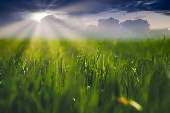 Case Law: Plant Protection Products