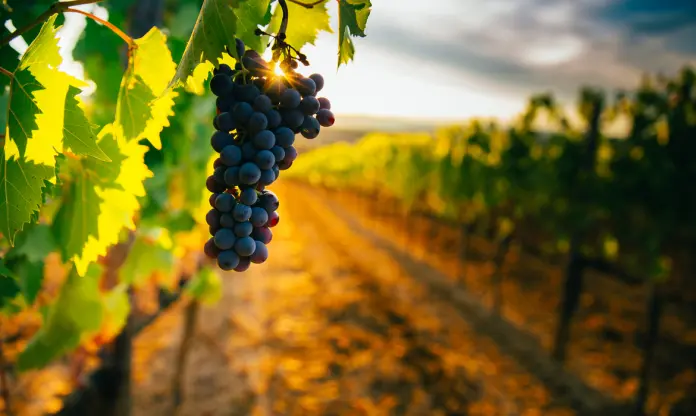 Mercados en la era COVID-19: la Comisión Europea relaja temporalmente las normas de competencia en el sector del vino para favorecer su recuperación