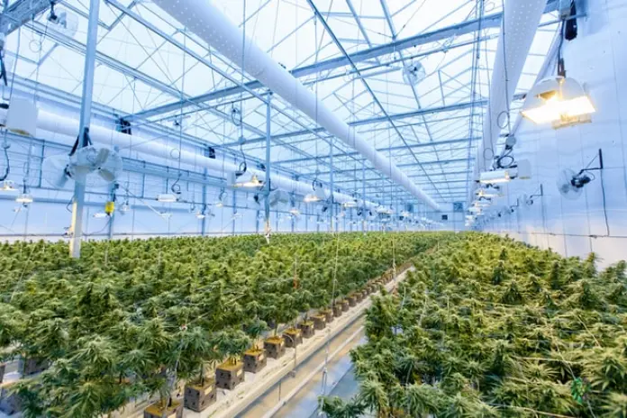 Medizinisches Cannabis in Portugal: was können Unternehmen erwarten?